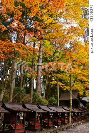 Autumn leaves of Sanmine Shrine 43506372