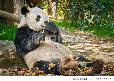 Giant panda bear in China 43506377
