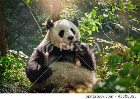 Giant panda bear in China 43506383