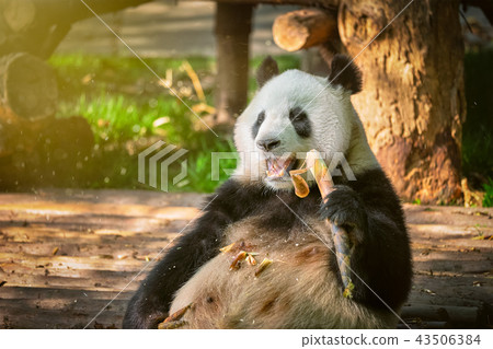 Giant panda bear in China 43506384