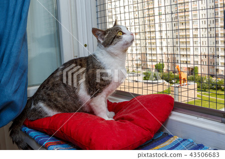 Home-cat sitting on the windowsill 43506683