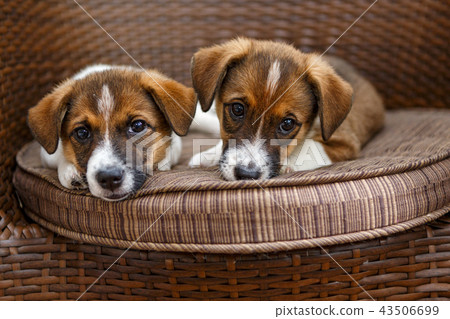 Two small puppies 43506699
