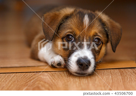 Little puppy lying on the floor Little puppy lying on the floor 43506700