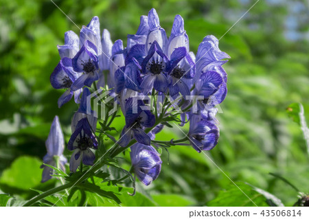 附子 附子 43506814