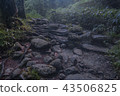 上高地森林 43506825