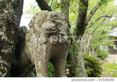 Shiba Inu Komainu Shrine Shiba Inu Komainu Shrine 43506890