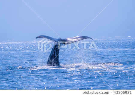 Sperm whale in Shiretoko 43506921