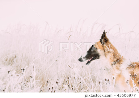 Russian Wolfhound Hunting Sighthound Russkaya Psovaya Borzaya Dog Russian Wolfhound Hunting Sighthound Russkaya Psovaya Borzaya Dog 43506977