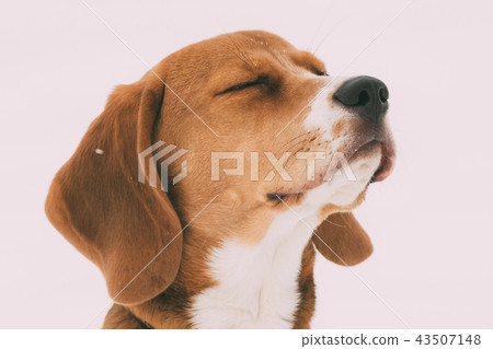 Close Up Portrait Of Beautiful Puppy Of English Beagle With Closed Eyes 43507148