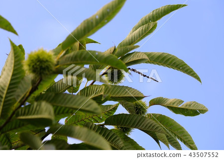 Chestnut tree chestnut tree Chestnut tree chestnut tree 43507552