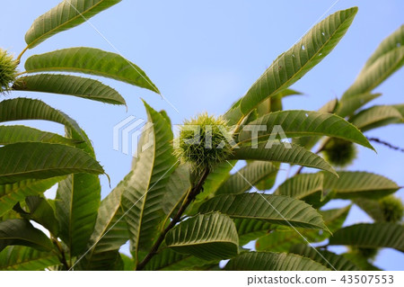 Chestnut tree chestnut tree Chestnut tree chestnut tree 43507553