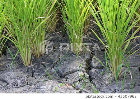 Ground crack of paddy field 43507962
