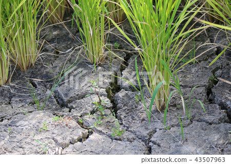 Ground crack of paddy field 43507963