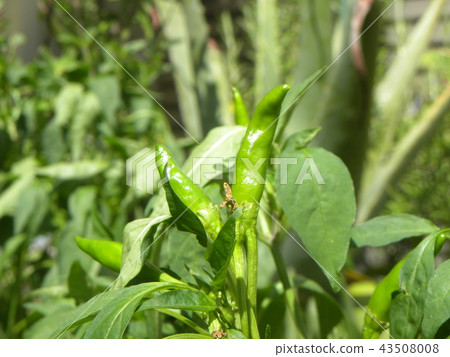 Immature fruits of hawk nails 43508008