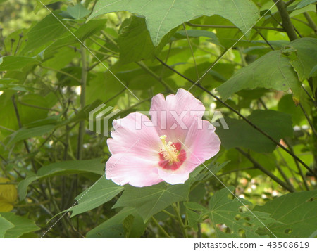 Summer flowers Pink flowers of American fly 43508619