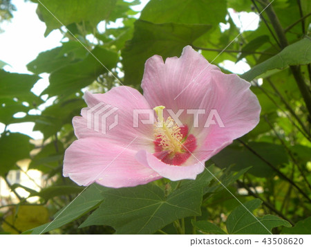 Summer flowers Pink flowers of American fly 43508620