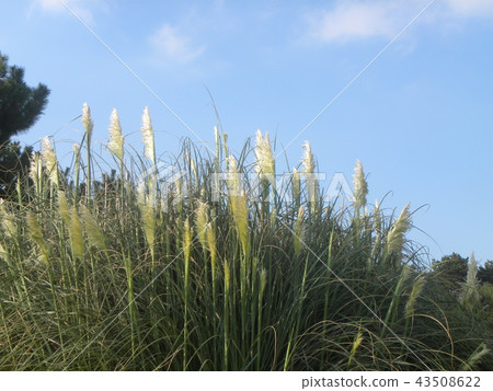 White clouds in blue sky and white flowers in Pampasgrass 43508622