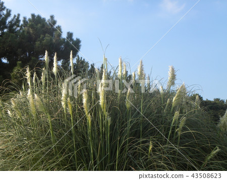 White clouds in blue sky and white flowers in Pampasgrass 43508623
