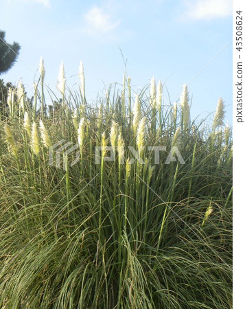 White clouds in blue sky and white flowers in Pampasgrass 43508624