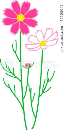 Cosmos autumn cherry blossoms two-wheel rim dark pink 43508641