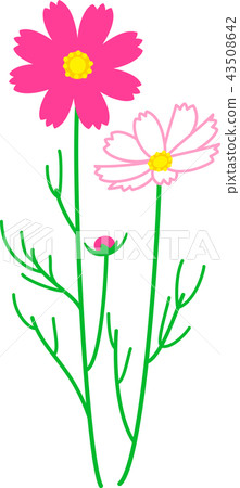 波斯菊秋季櫻花兩輪無框深粉色 波斯菊秋季櫻花兩輪無框深粉色 43508642