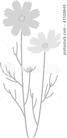 波斯菊秋天櫻桃樹兩灰色灰色 波斯菊秋天櫻桃樹兩灰色灰色 43508648