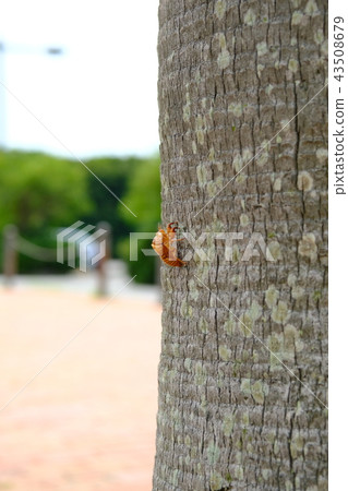 Cicadian chaff 2 Cicadian chaff 2 43508679