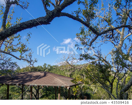 [Izu] Scenery of Shuzenji plum forest [Summer / Toya] 43509416