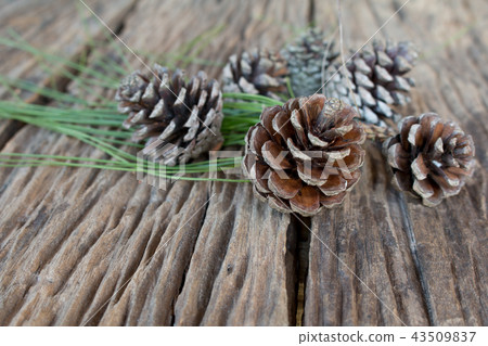 pine cone pine cone 43509837
