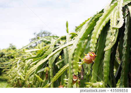 dragon fruit in garden,Dragon fruit on plant. dragon fruit in garden,Dragon fruit on plant. 43509858