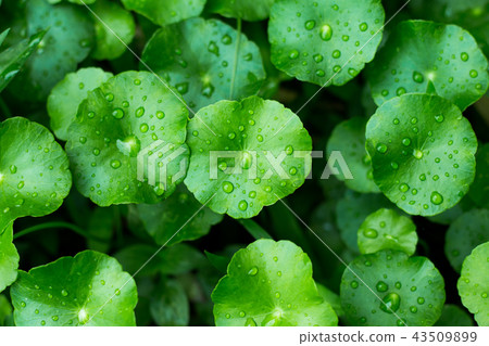 Water drop on Gotu kola leaves, Asiatic pennywort. 43509899