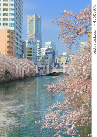 Ookagawa Sakura Festival in full bloom 43509970