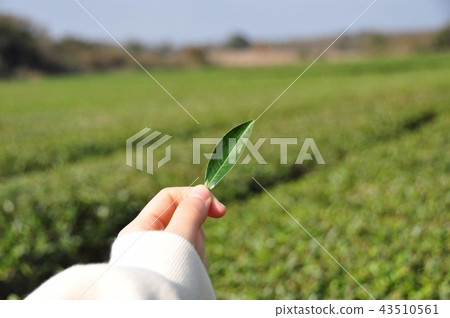 Jeju-do Green Tea Field 43510561