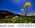 天空，鮮花和鄉村 43510834