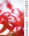 紅舞 43510835