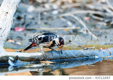A Syrian woodpecker or Dendrocopos syriacus close A Syrian woodpecker or Dendrocopos syriacus close 43511047