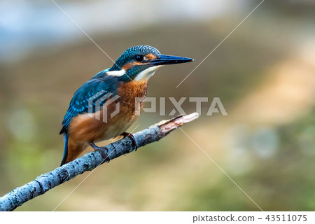 Kingfisher or Alcedo atthis perches on branch 43511075