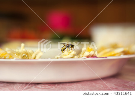 wasp on a plate with cheese 43511641