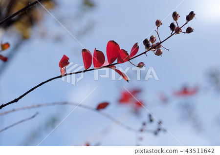 Salsberg和藍天秋葉 Salsberg和藍天秋葉 43511642