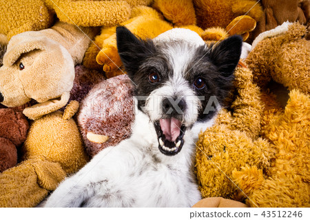 cozy  dog in bed with teddy bears 43512246