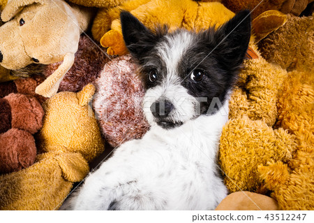 cozy  dog in bed with teddy bears 43512247