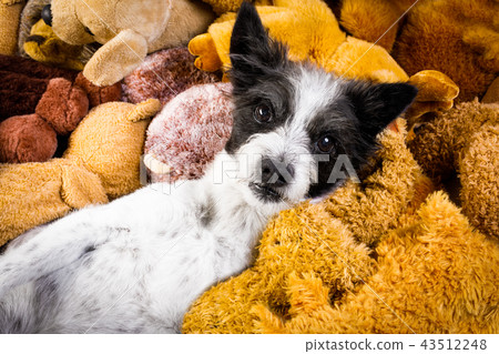 cozy  dog in bed with teddy bears 43512248