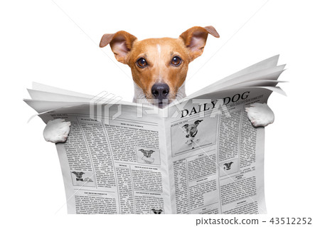 dog reading newspaper 43512252