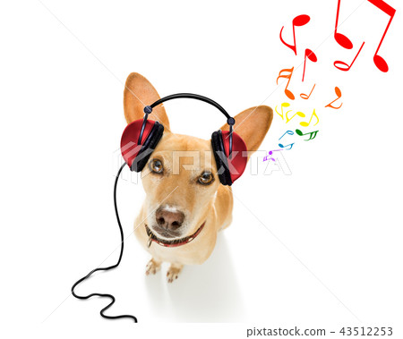 dog listening to music dog listening to music 43512253