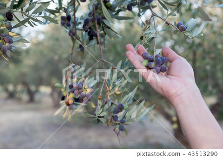 Hand holding a branch of ripe olives 43513290