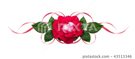 Pink rose flower and satin waved ribbons 43513346