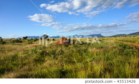 natural green landscape in kenya natural green landscape in kenya 43513426