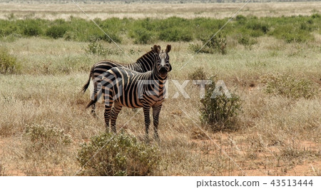 zebra in kenya zebra in kenya 43513444