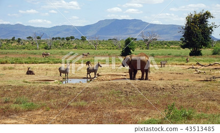 elephants of kenya 43513485