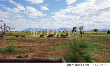 elephants of kenya elephants of kenya 43513486